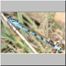 Enallagma cyathigerum - Gemeine Becherjungfer m01.jpg